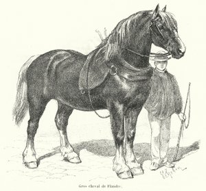 Caballo pesado flamenco (grabado) de French School