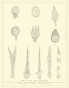Formas de cometas según el historiador Plinio (grabado) de French School