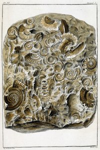 Fósiles de conchas, "Lo que hay de más interesante y curioso entre los animales y los minerales para servir de inteligencia a la historia general de los tres reinos de la naturaleza" por Buchoz, finales del siglo XVIII. de French School