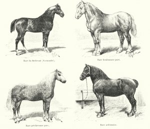 Cuatro razas equinas francesas: Merlerault, Boulonnaise, Percheronne, Ardennaise (grabado) de French School