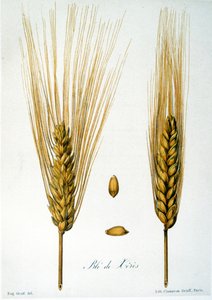 Ilustración francesa del siglo XIX de espigas de maíz