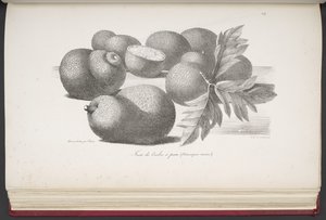 Fruit, de Pintoresco viaje alrededor del mundo, con retratos de salvajes en América, Asia, África y las islas del Gran Océano; paisajes, vistas al mar y varios objetos de historia natural; acompañado de descripciones de M. le b de French School