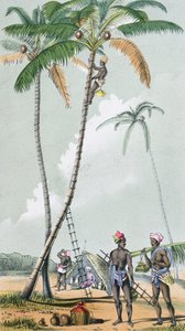 Recolección de cocos para la preparación de Toddy en India