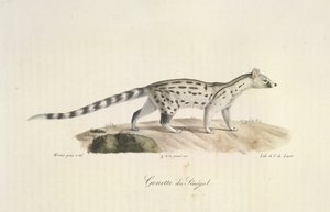 Senegal Genet, de Historia natural de los mamíferos (litografia en color) de French School