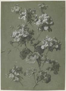 Geranio (Pelargonium sp.)