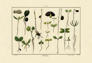 Germinación, 1833-39 de French School