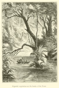 Vegetación gigantesca en las orillas del Temi (grabado) de French School