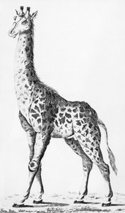 Jirafa traída por el Sr. Levaillant al viajar por África, ilustración de Observations sur la Physique, sur l