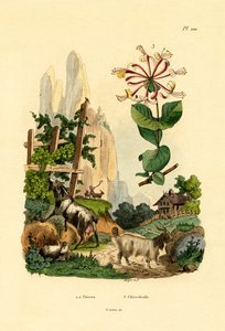 Cabras de French School