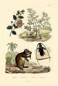Hierba de cabra