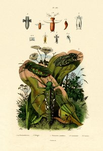 Saltamontes de French School