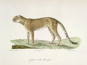 Guepardo de Senegal, de Historia natural de los mamíferos (litografia en color) de French School
