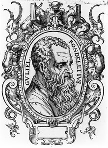 Guillaume Rondelet de French School