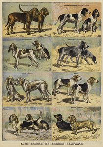 Perros de caza