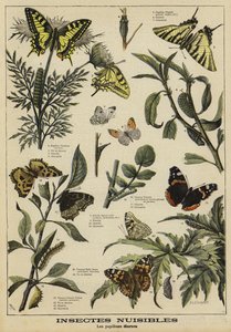 Mariposas dañinas de French School