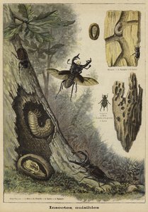 Insectos dañinos de French School