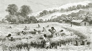 Cosecha de coca, Perú, ilustración de la revista Le Tour du Monde, 1877 de French School