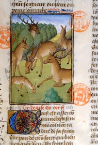 Manada de ciervos, del Livre de la Chasse de Gaston Phebus de Foix (1331-91) de French School