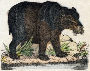 Hipopótamo. Grabado en "Alphabet des animaux sauvages". 9ª Serie. Imaginería de Epinal, Pellerin, impresor-editor, circa 1870. Grabados en madera, estarcidos. 16 páginas. Dim: 20 x 15 cm. Colección privada de French School