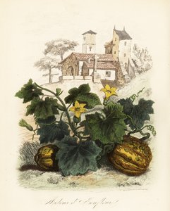 Melón de Honfleur, Cucumis melo de French School
