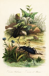 Grandes escarabajos violetas de tierra, Carabus scabrosus de French School