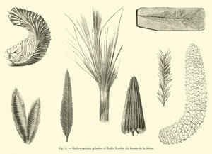 Ostra acanalada, plantas y frutos fósiles de la cuenca del Sena de French School