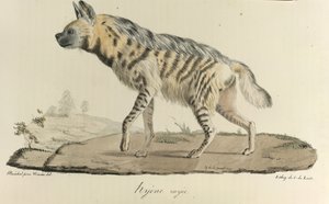Hiena, una hiena rayada, de Historia natural de los mamíferos (litografia en color) de French School