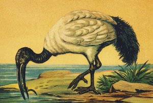 I como Ibis
