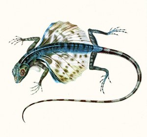 Ilustración del lagarto planeador - Draco Volans, 1831 de French School