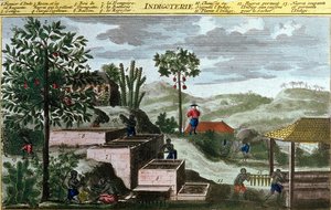 Indigotería en las Indias Occidentales, detalle (00155) - en “Historia General de las Antillas Habitadas por los Franceses” por Du Tertre, principios del siglo XIX de French School