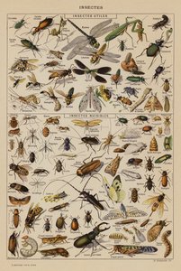 Insectos (litografía en color) de French School