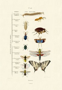 Insectos, 1833-39