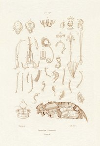 Insectos de French School