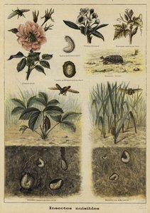 Insectos dañinos para la agricultura de French School