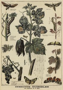 Insectos dañinos para las vides