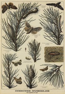 Insectos dañinos para los pinos