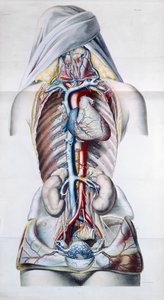Órganos internos de una mujer, lámina de Recherches Anatomiques, Physiologiques, et Pathologiques sur le System Veineux por Gilbert Breschet (1784-1845) grabado por Engelmann, París, 1829
