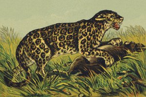 J como Jaguar de French School