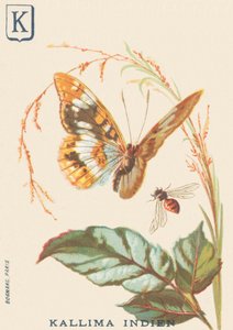 K: Kallima india (Cethosia biblis) de French School