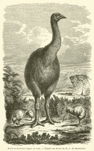 Kiwis y Dinornis ingens o moa (grabado) de French School
