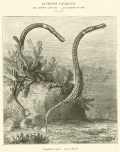 La Aguja serpiente de French School