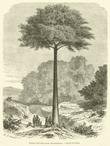 El Árbol de leche, Brosimum galactodendron de French School