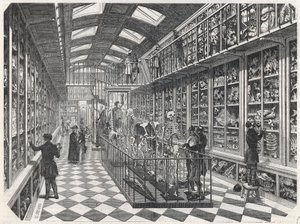 La Escuela de Medicina de París - la galería de anatomía comparada - Grabado en "Tableau-de-Paris" por Edmond Texier 1852 de French School