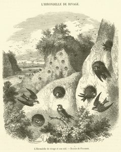 La Golondrina de ribera y su nido de French School
