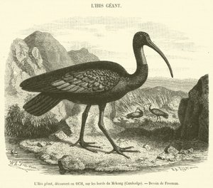 El Ibis gigante, descubierto en 1876, en las orillas del Mekong, Camboya de French School