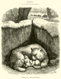 El oso blanco