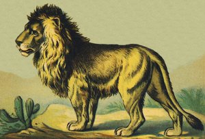 L como León