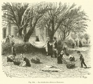 La cosecha de aceitunas en Provenza de French School