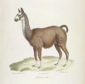 Llama macho, de Historia natural de los mamíferos (litografia en color) de French School
