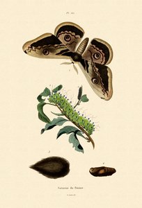 Polilla emperador grande de French School